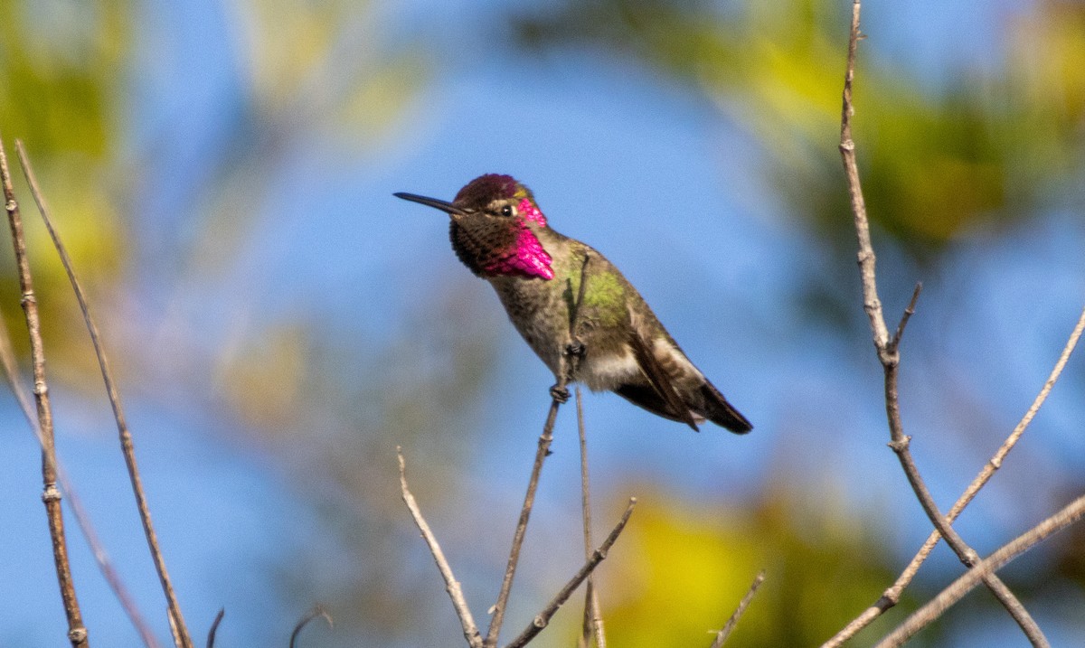 Anna's Hummingbird - ML646385140