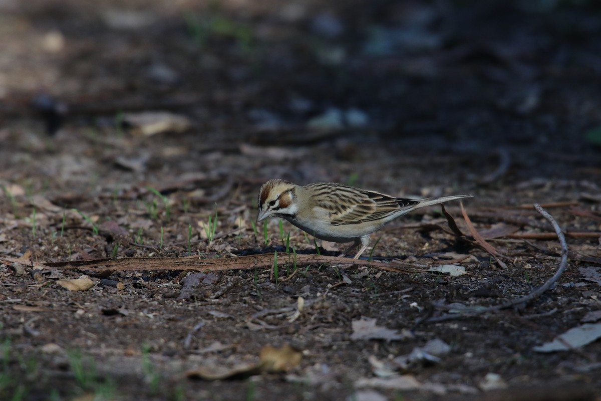 ヒバリヒメドリ - ML646385143