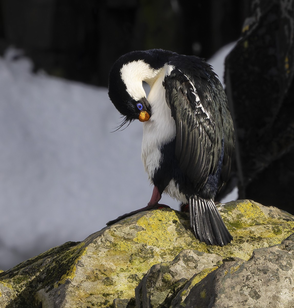 Imperial Cormorant (South Georgia) - ML646385144