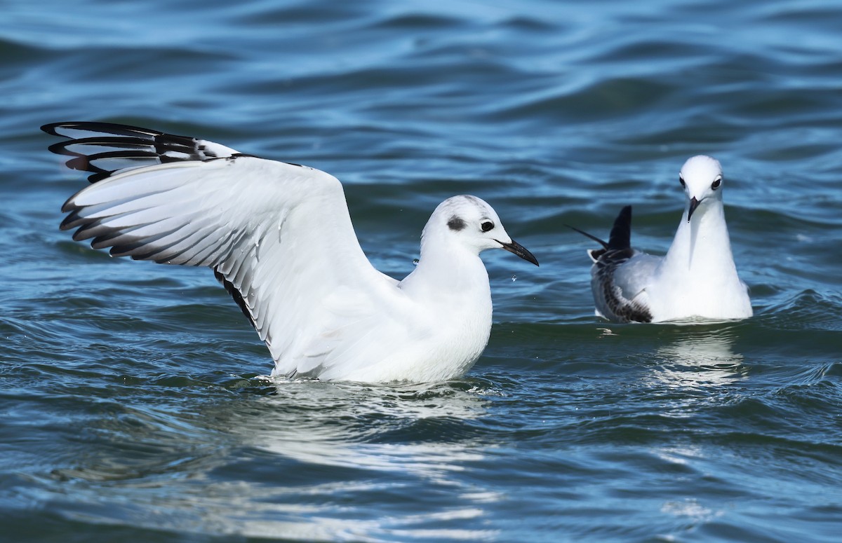 Bonaparte's Gull - ML646385145