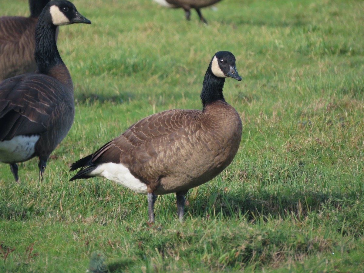 Canada Goose (occidentalis/fulva) - ML646385147