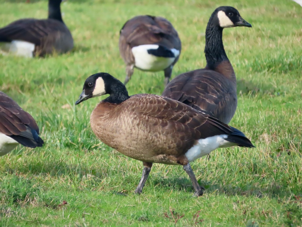 Canada Goose (occidentalis/fulva) - ML646385148