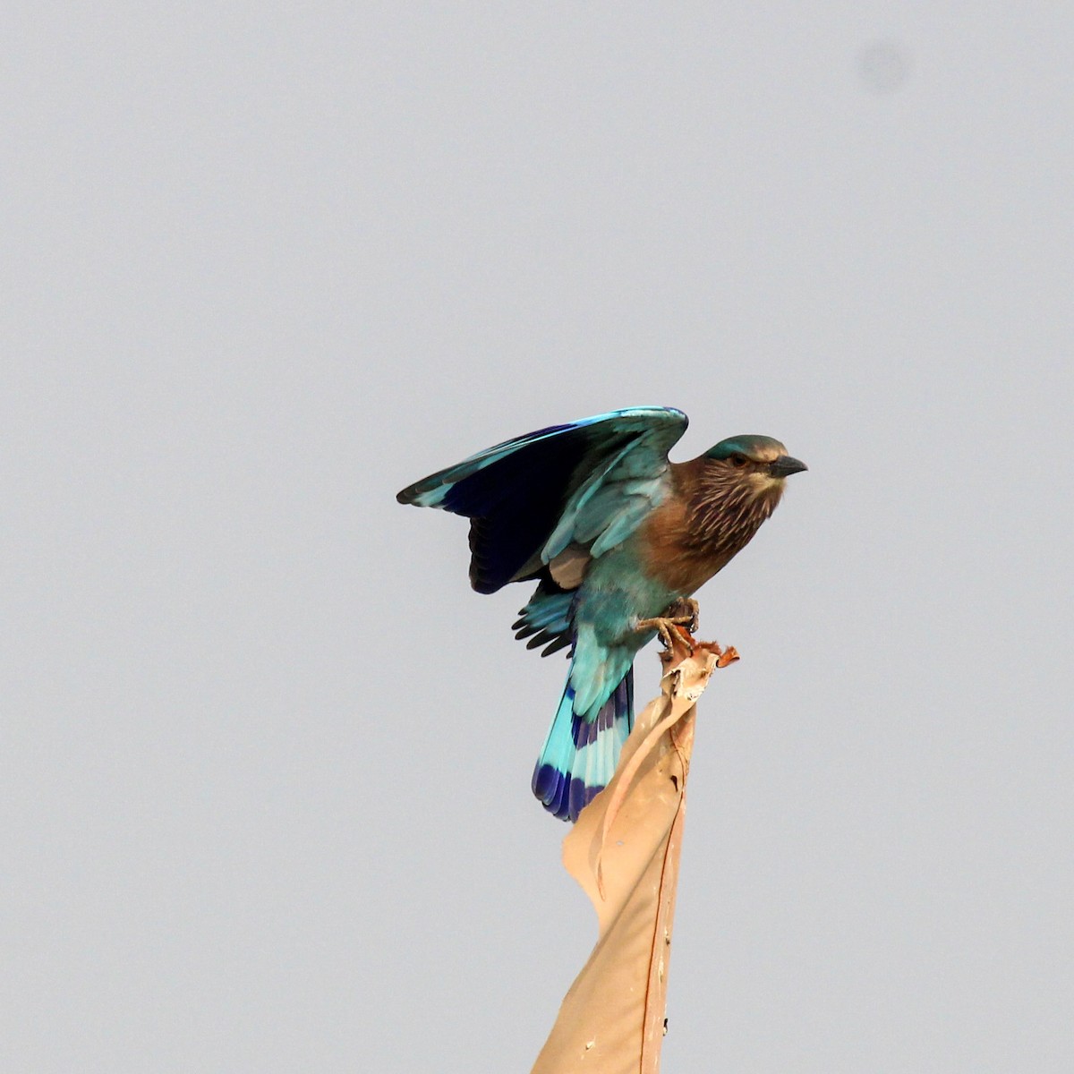 Indian Roller - ML646385149