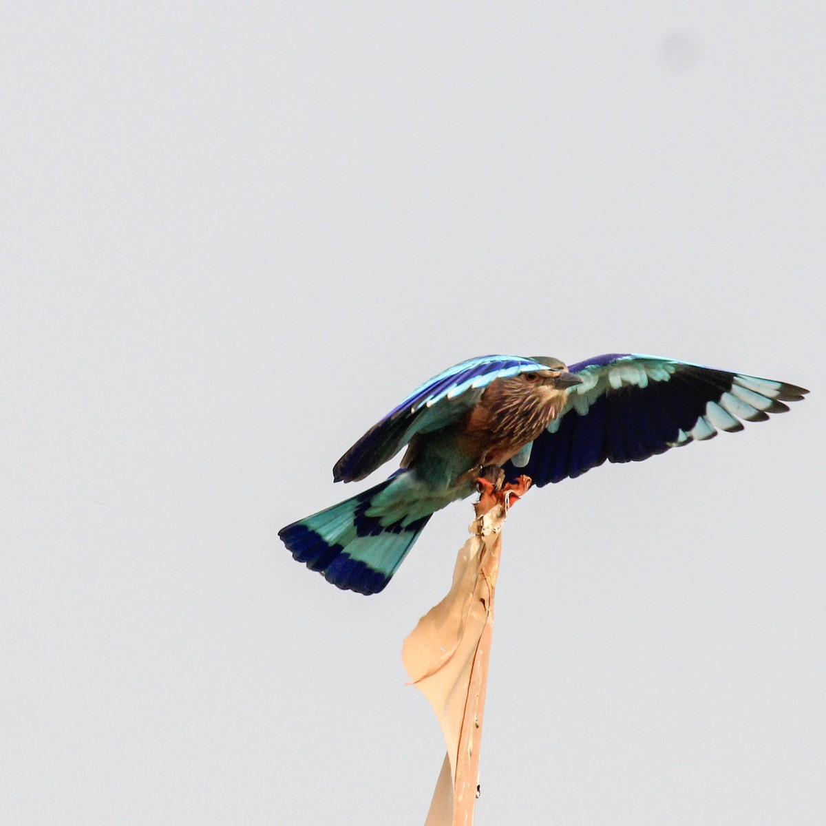 Indian Roller - ML646385150