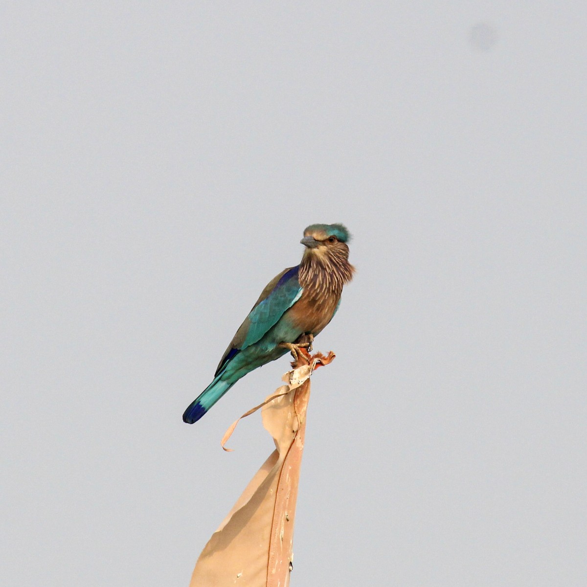 Indian Roller - ML646385151