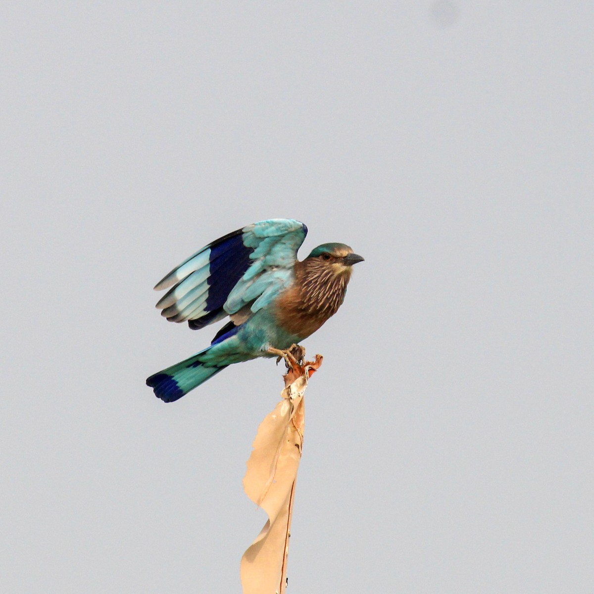 Indian Roller - ML646385152