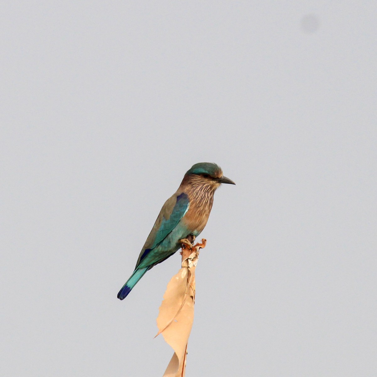 Indian Roller - ML646385153