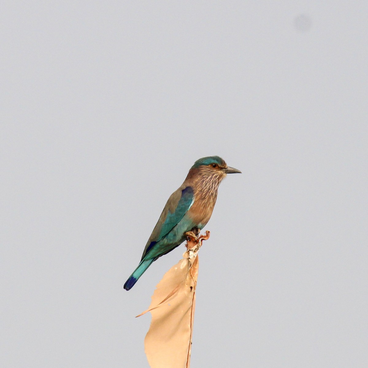 Indian Roller - ML646385154