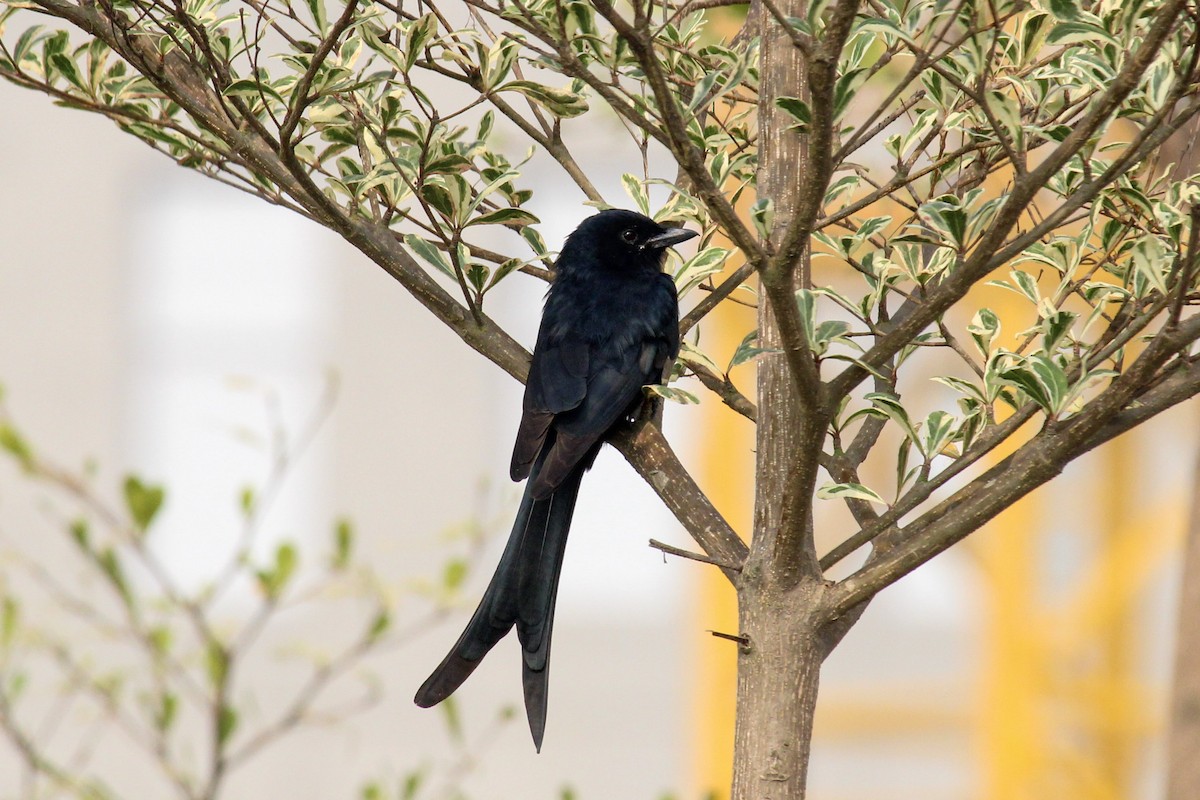 Black Drongo - ML646385155