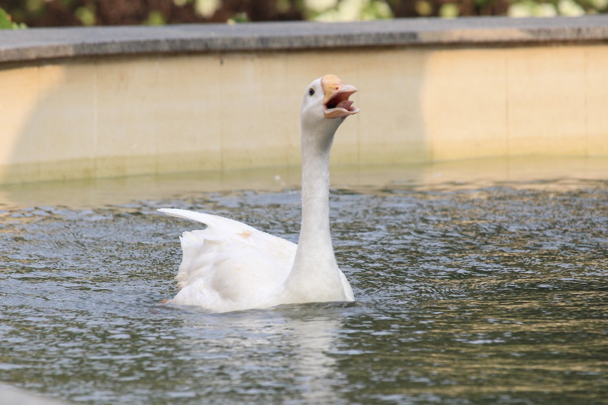 goose sp. - ML646385156