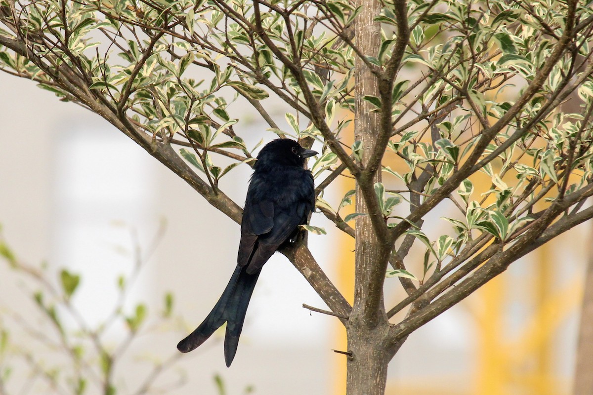 Black Drongo - ML646385157