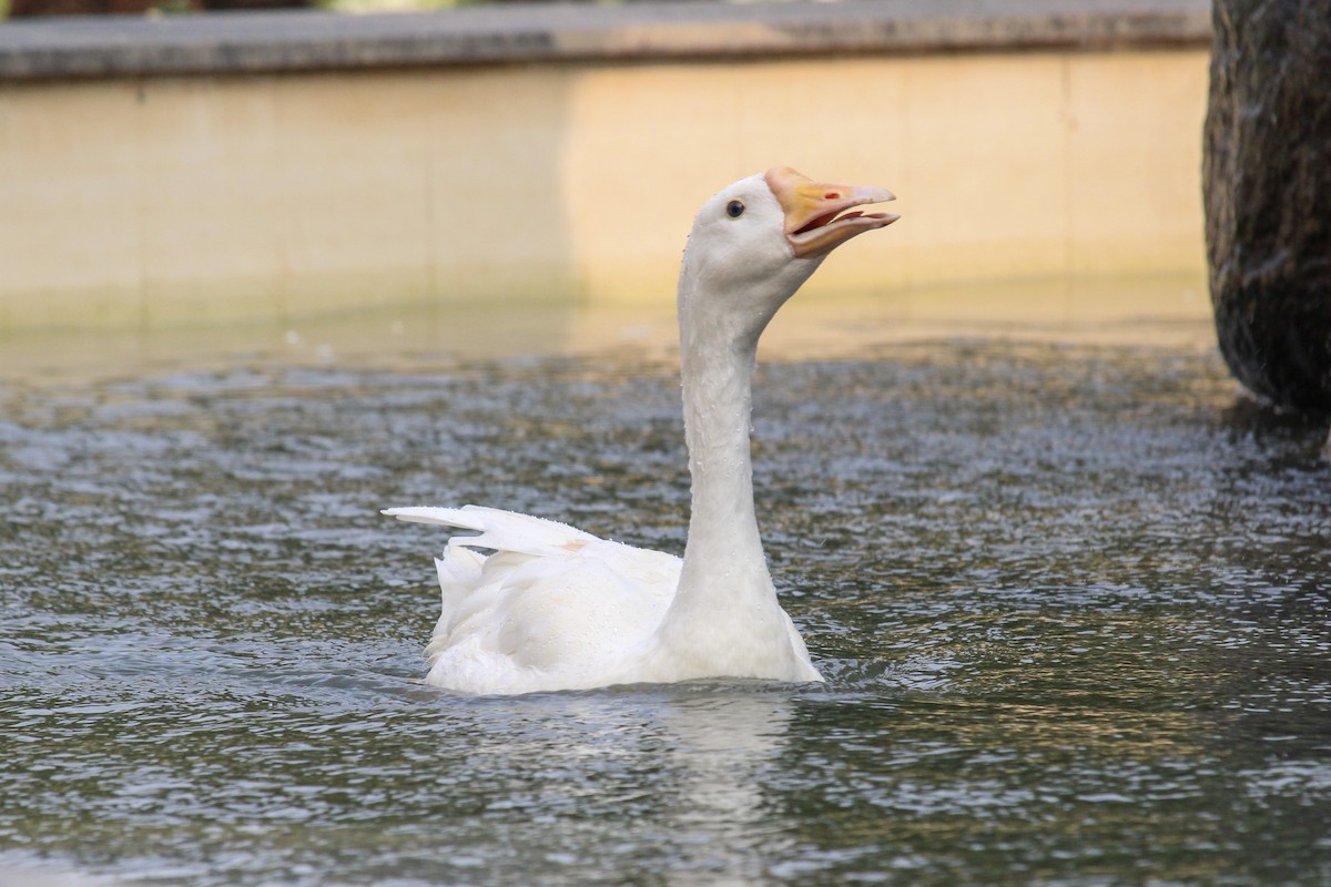 goose sp. - ML646385159