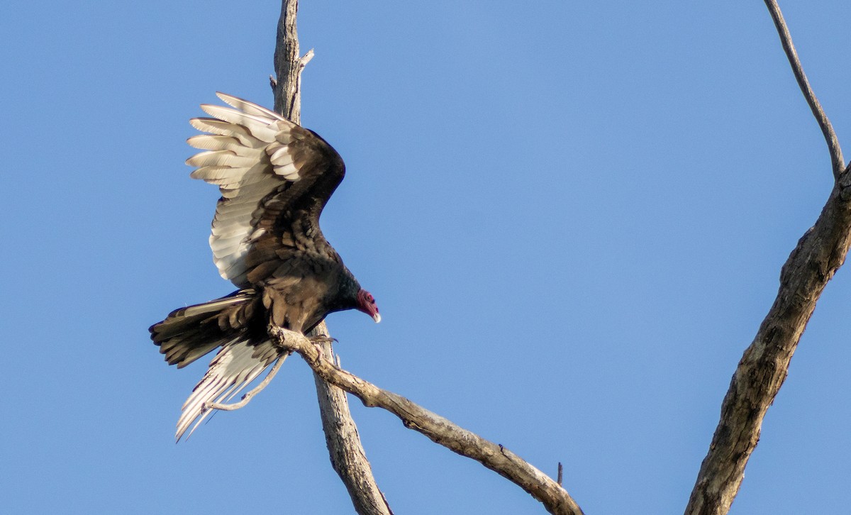 Turkey Vulture - ML646385160