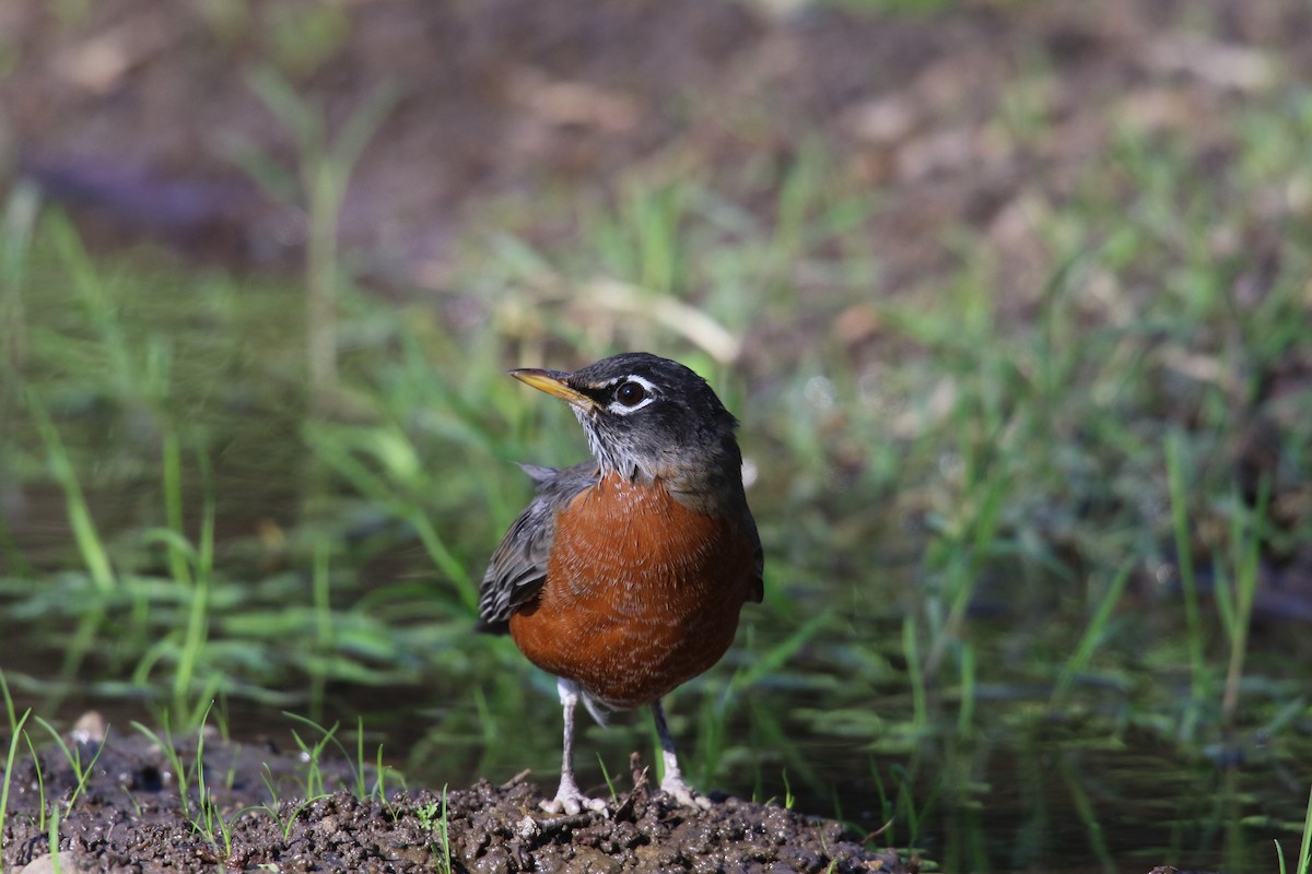 Странствующий дрозд - ML646385163