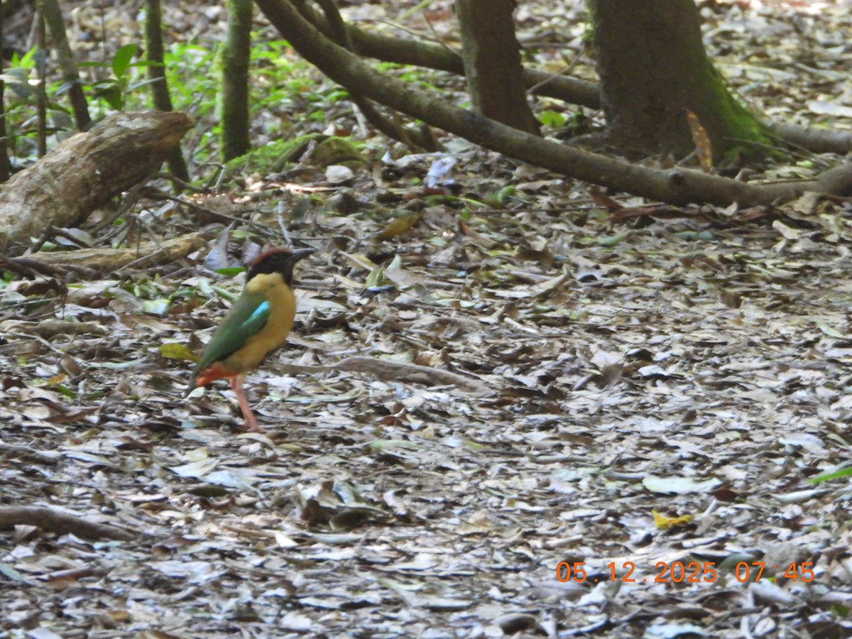 palettpitta - ML646385164