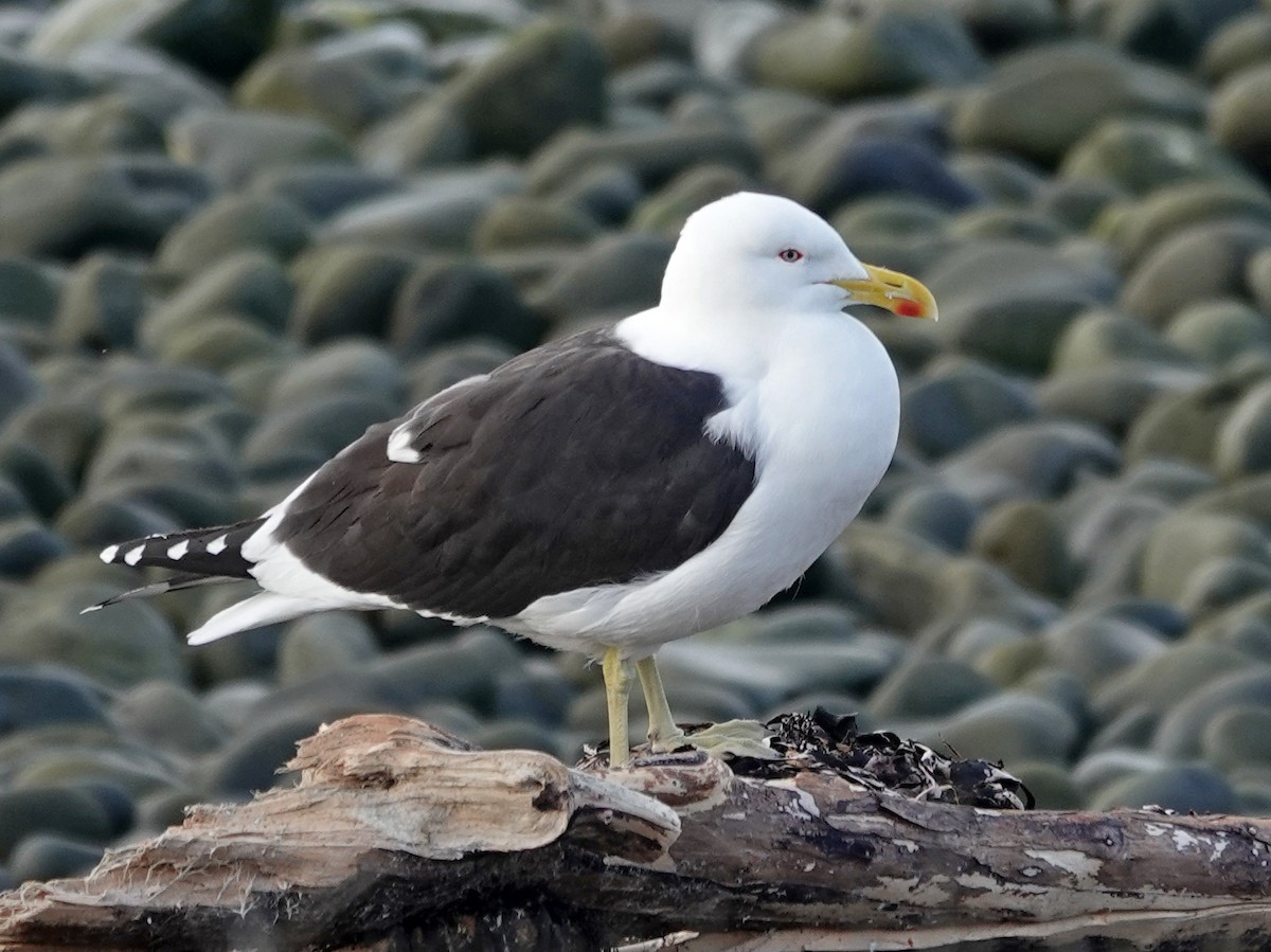 שחף דרומי - ML646385166