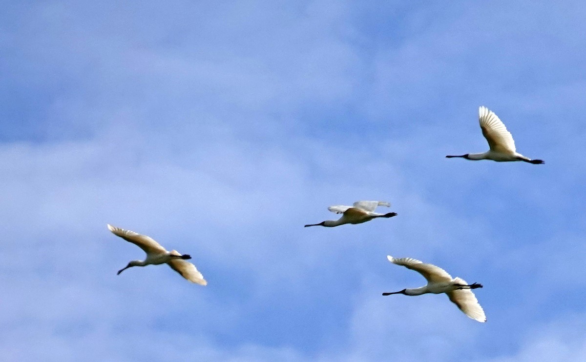 Royal Spoonbill - ML646385168