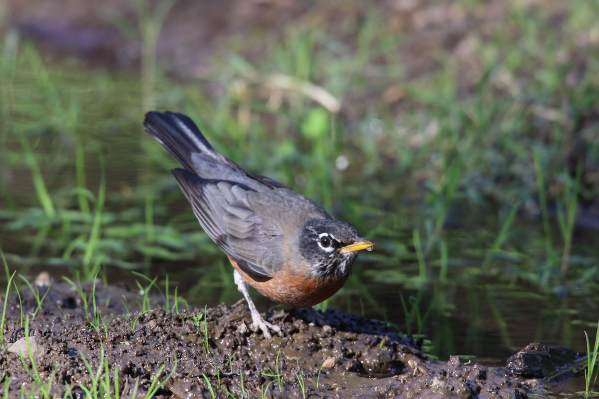 Странствующий дрозд - ML646385170