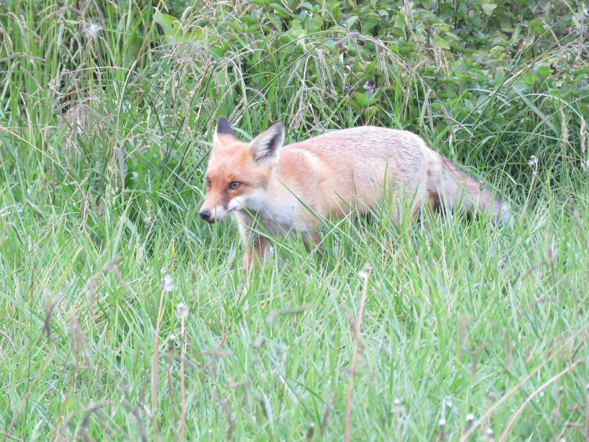 Red Fox - ML646385171