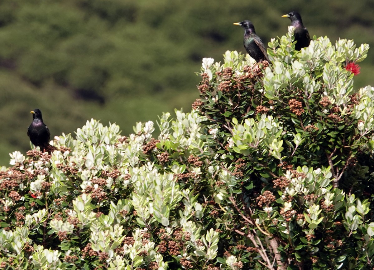 זרזיר מצוי - ML646385172