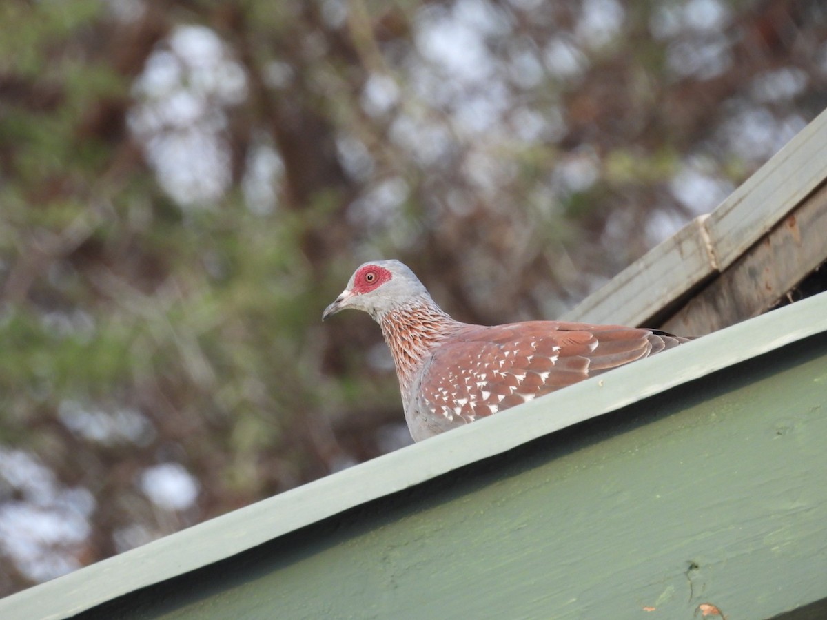 Speckled Pigeon - ML646385173