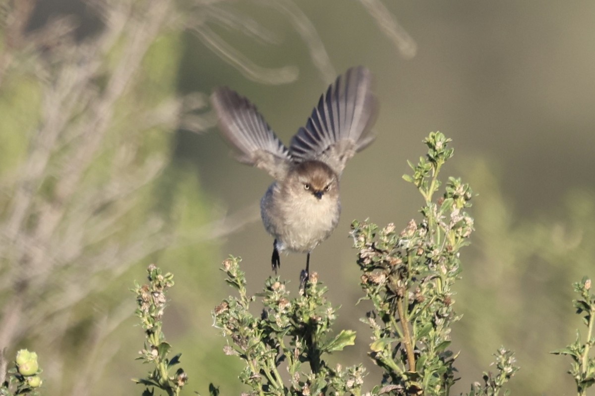 Bushtit (Pacific) - ML646385177