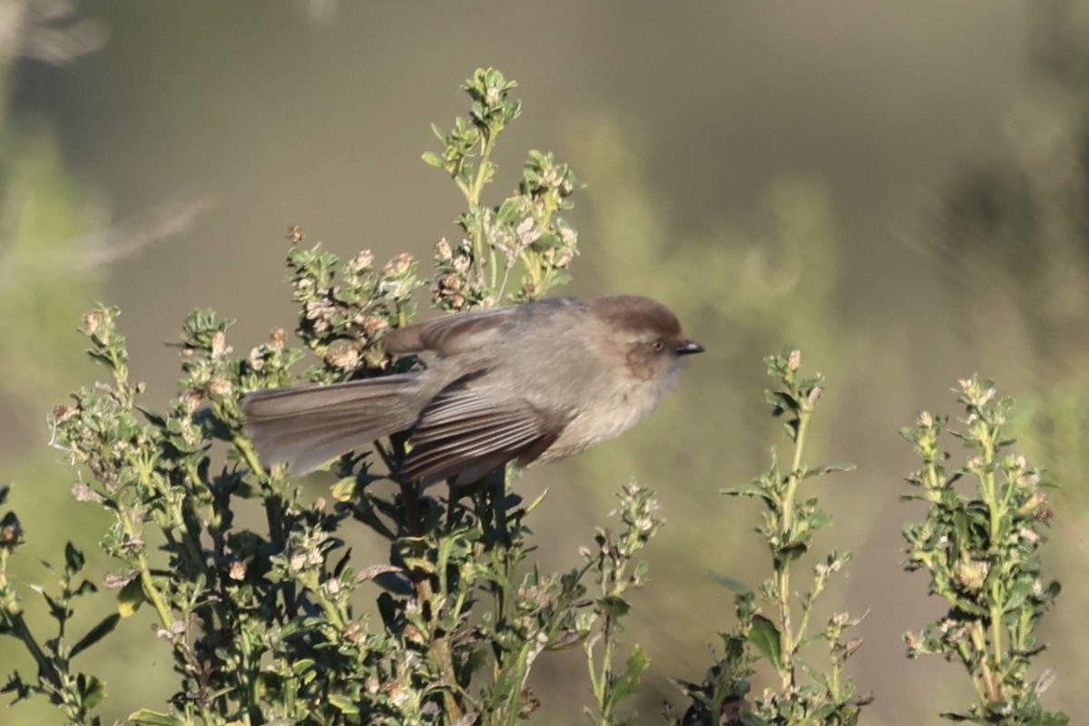Bushtit (Pacific) - ML646385178