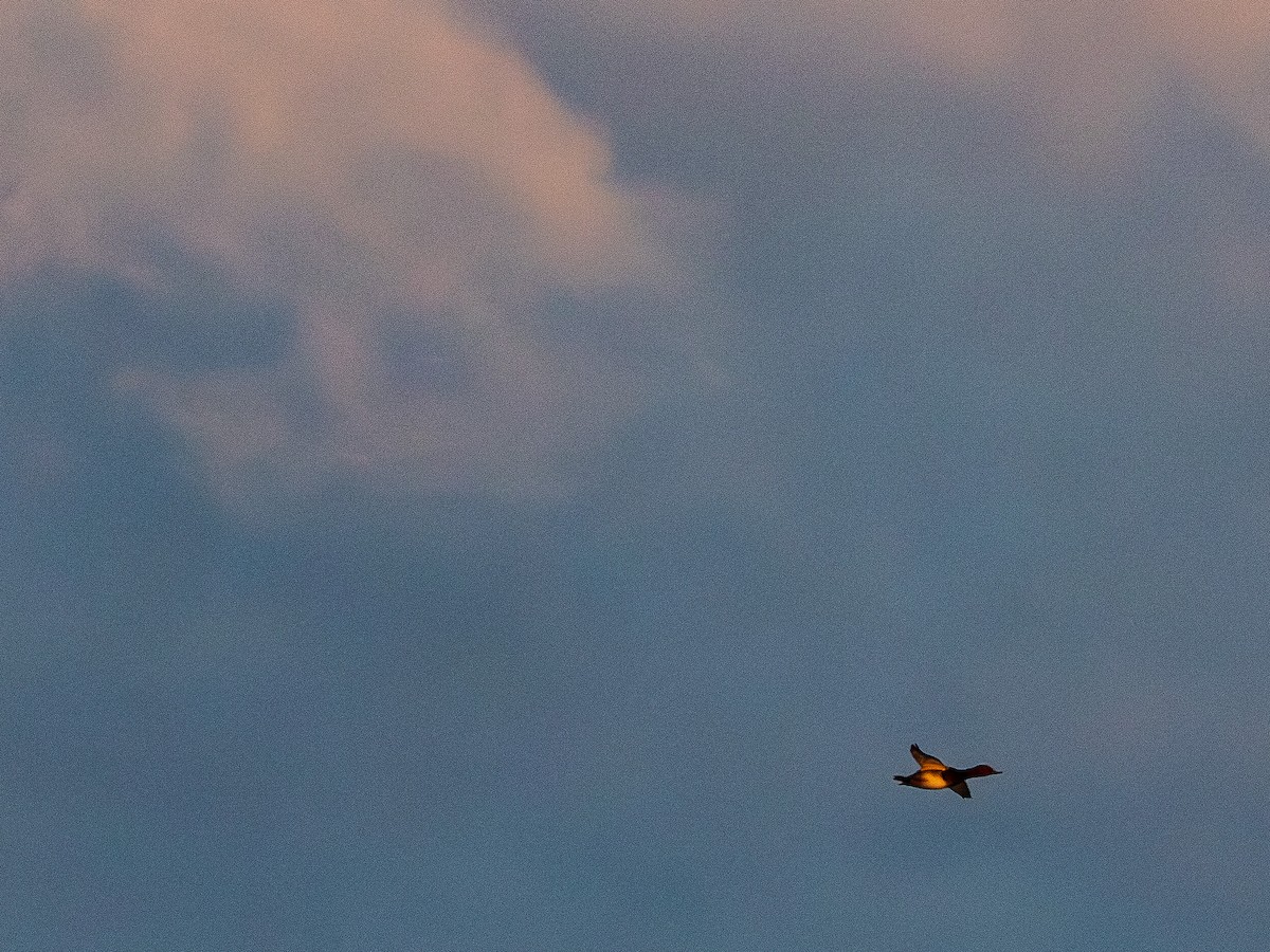 Redhead - ML646385179