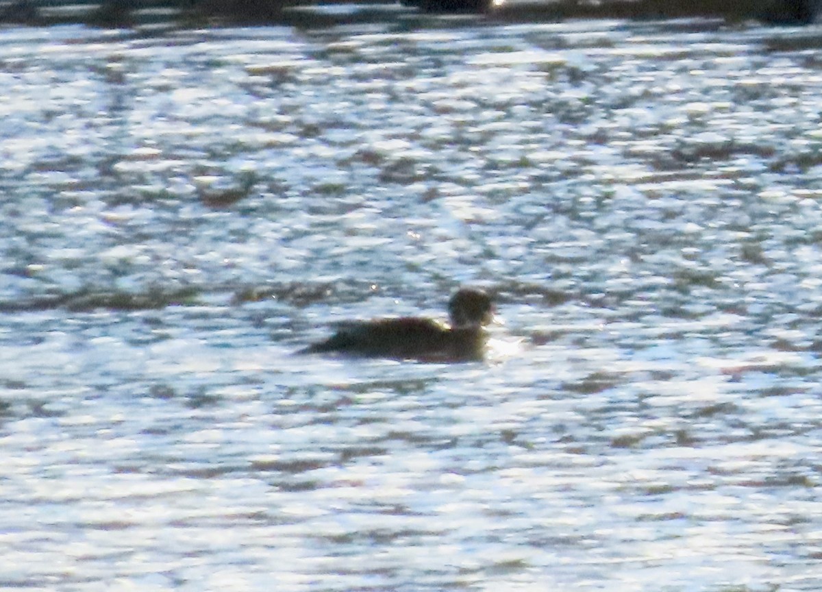 kachnička karolínská - ML646385180