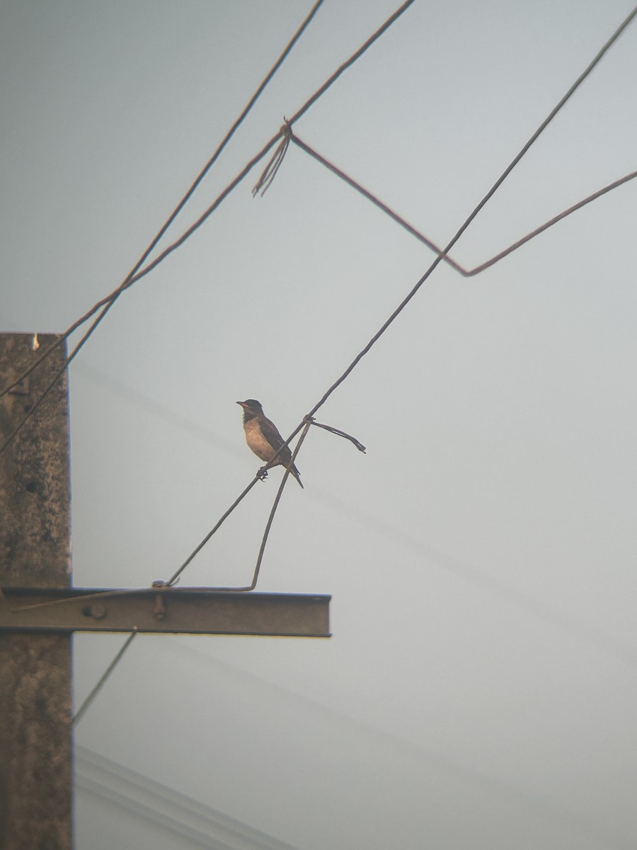 Rosy Starling - ML646385181