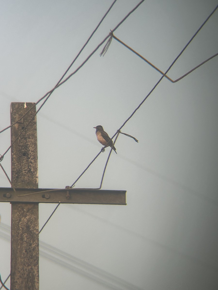 Rosy Starling - ML646385182