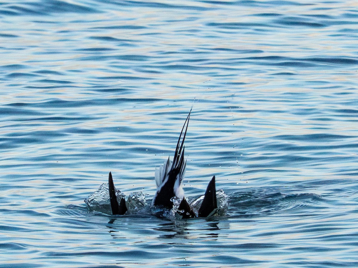 Long-tailed Duck - ML646385183