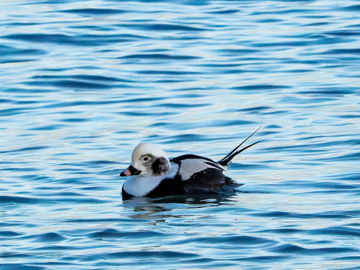 Long-tailed Duck - ML646385184