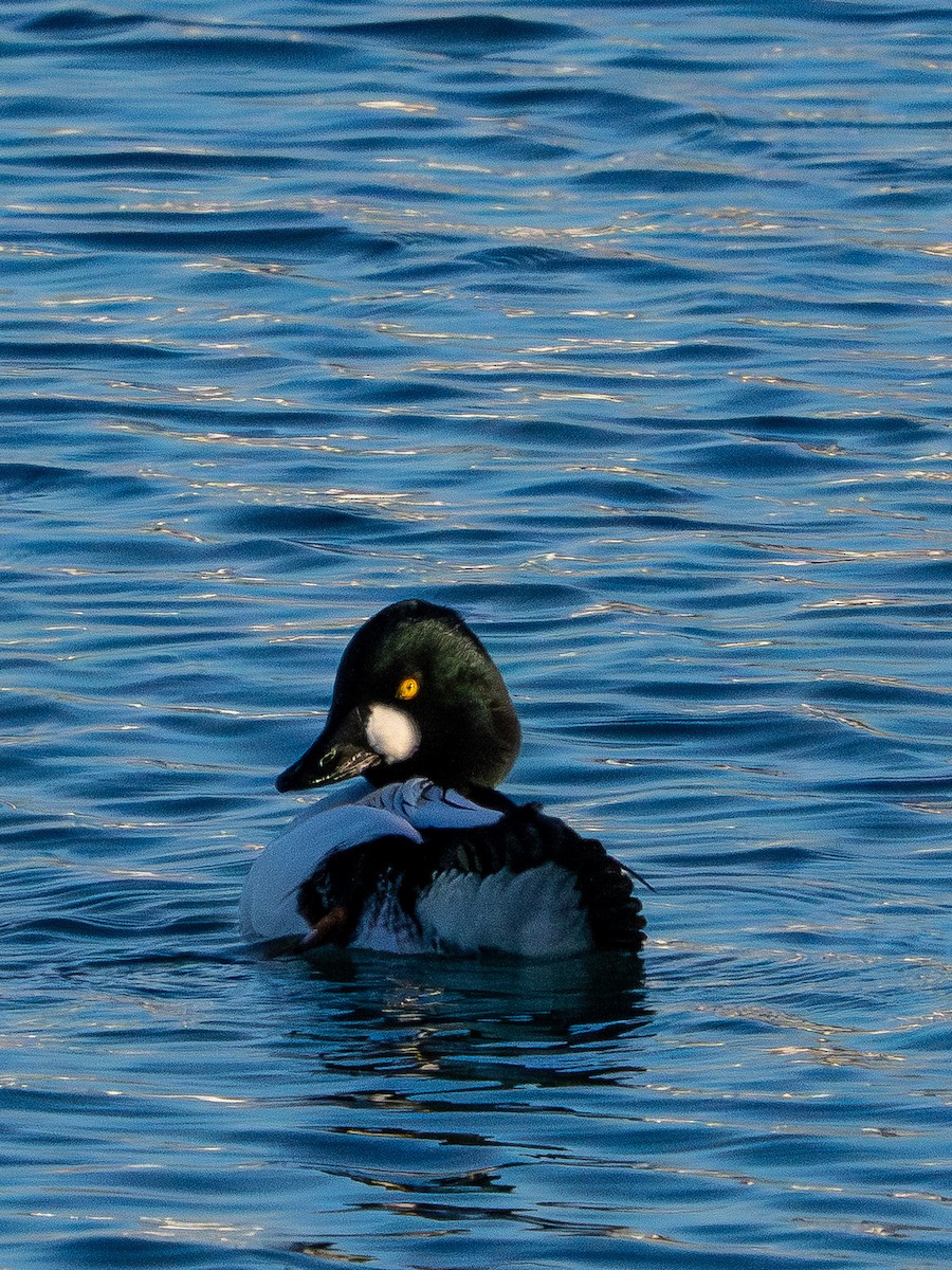 Common Goldeneye - ML646385188