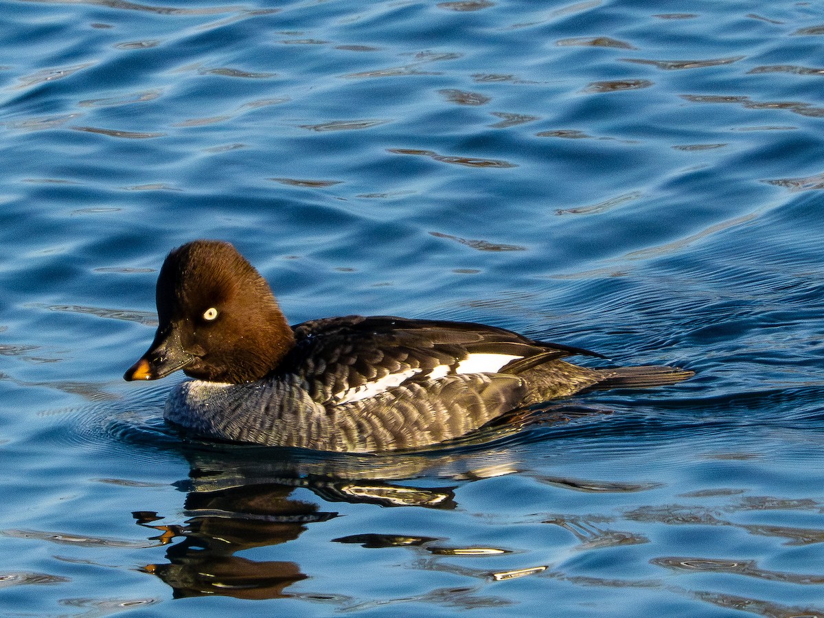 Common Goldeneye - ML646385189