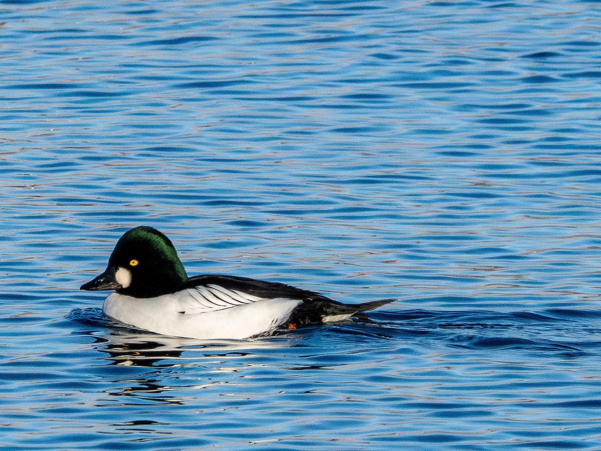 Common Goldeneye - ML646385190