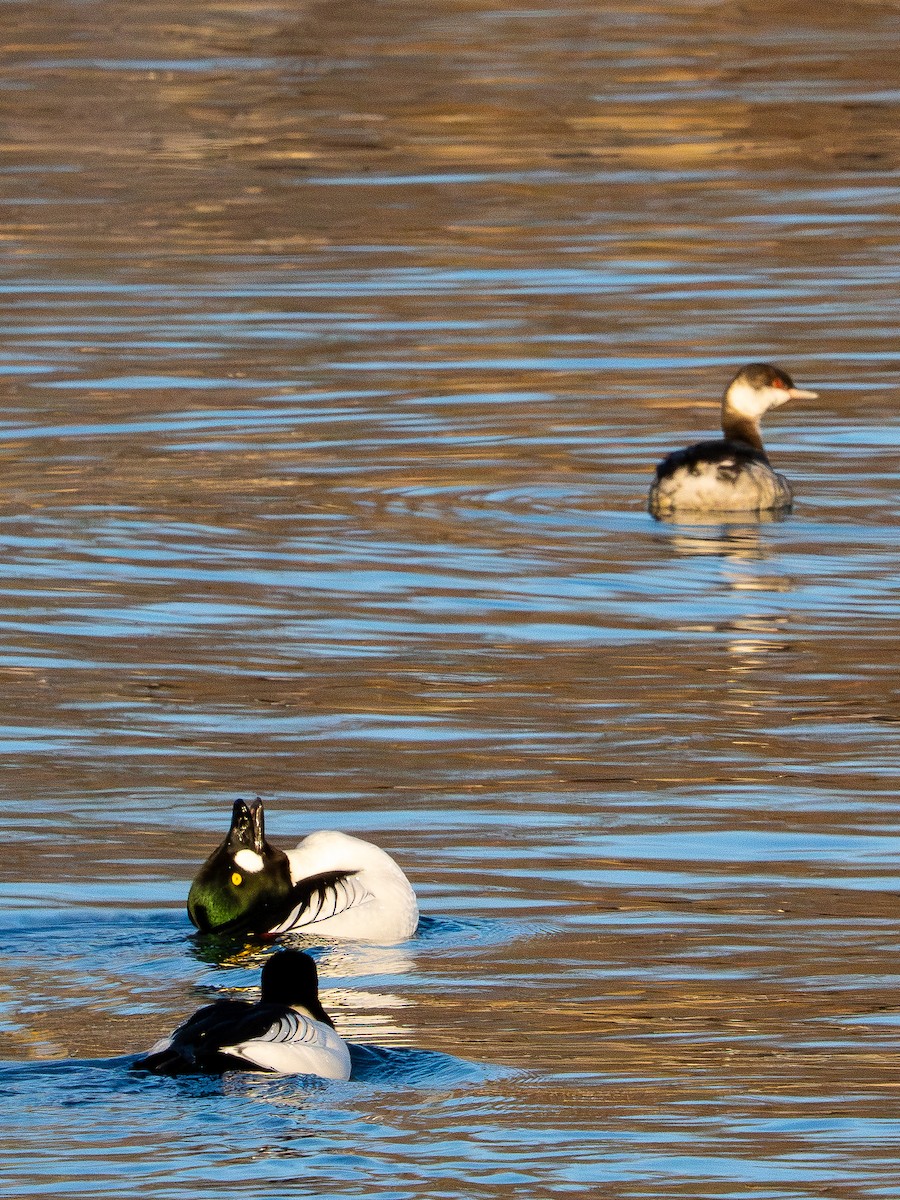 Common Goldeneye - ML646385191