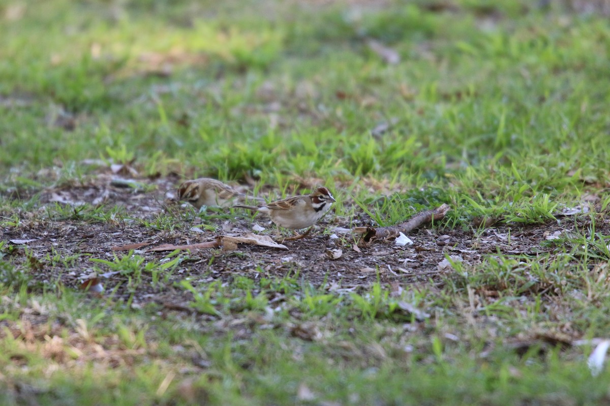 ヒバリヒメドリ - ML646385194