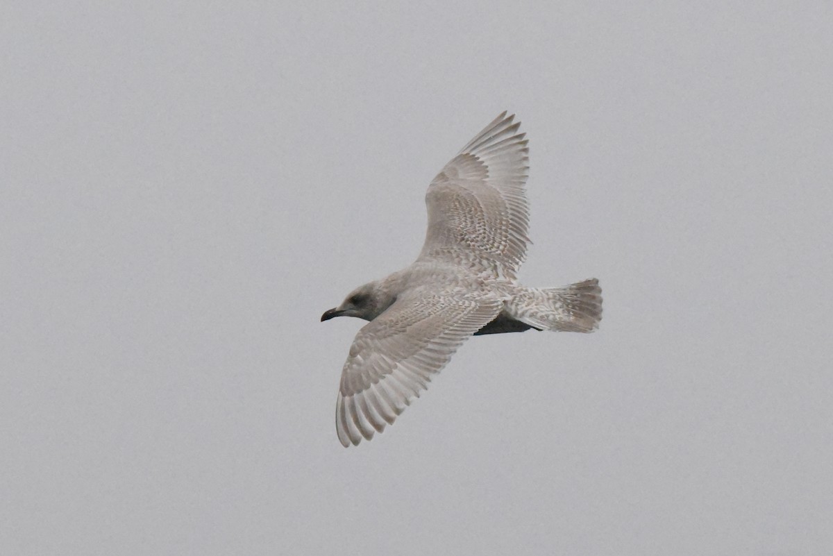 アイスランドカモメ（亜種 カナダカモメ） - ML646385197