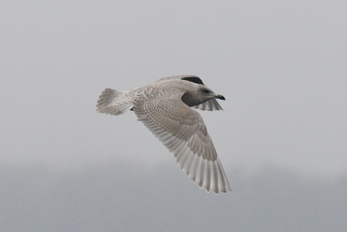 Iceland Gull (Thayer's) - ML646385198