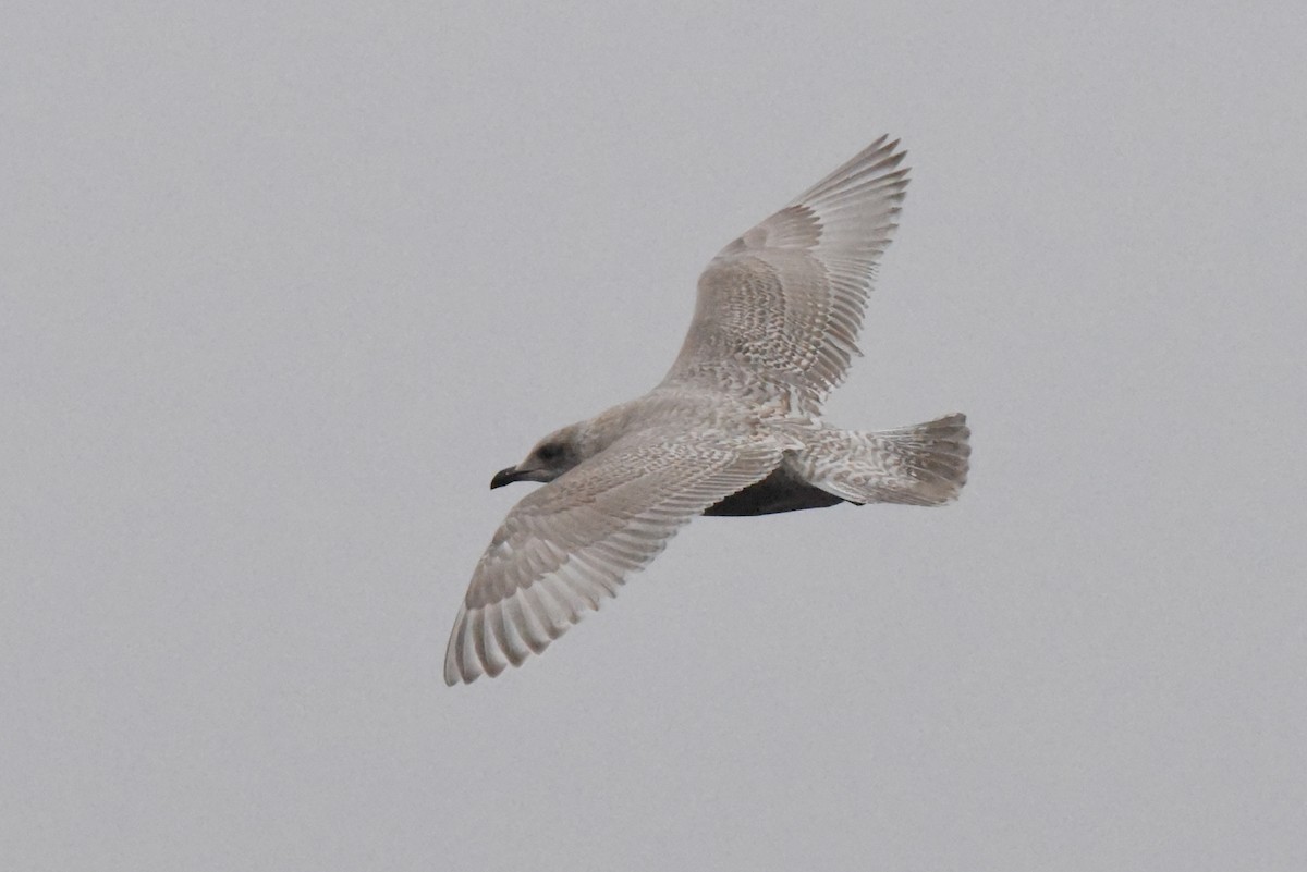 Iceland Gull (Thayer's) - ML646385199
