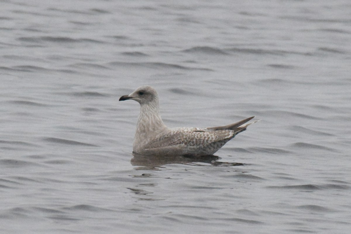 アイスランドカモメ（亜種 カナダカモメ） - ML646385200