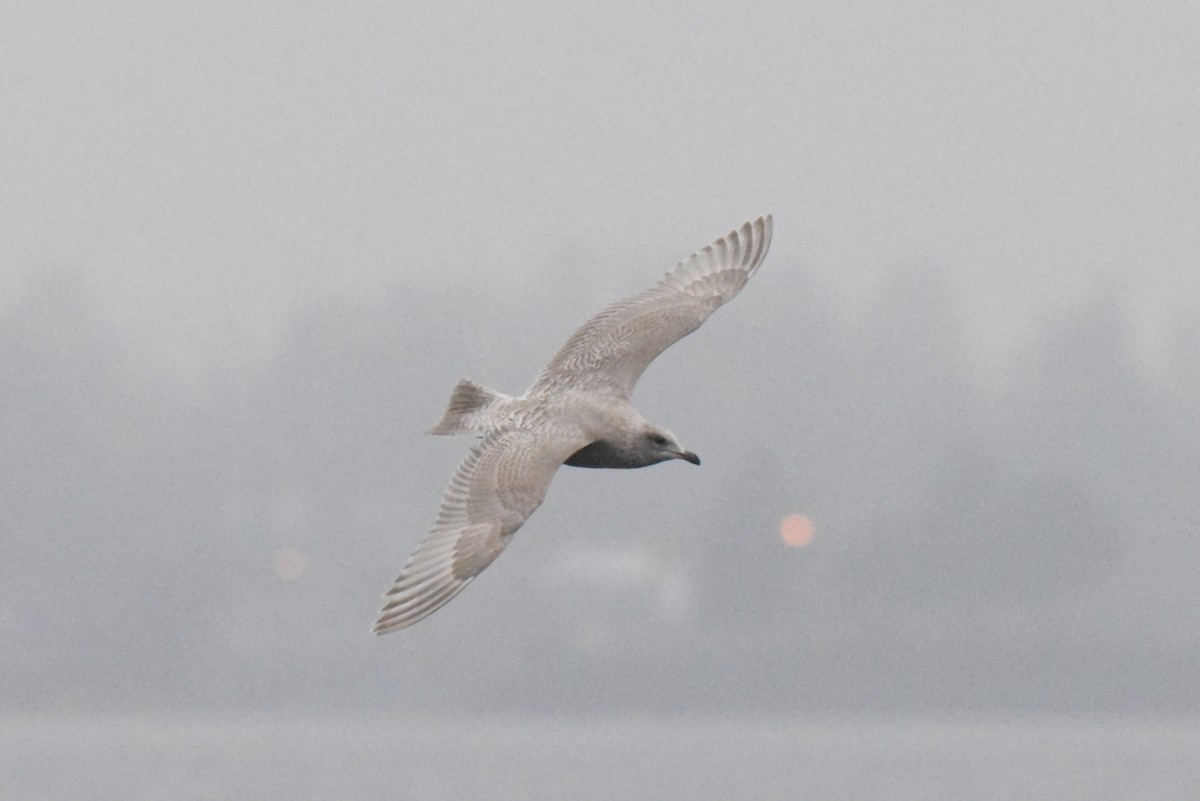 Iceland Gull (Thayer's) - ML646385201