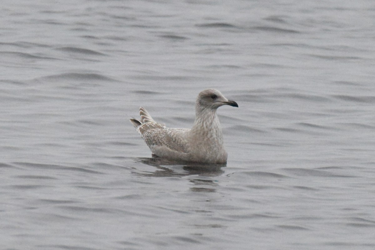 Iceland Gull (Thayer's) - ML646385202