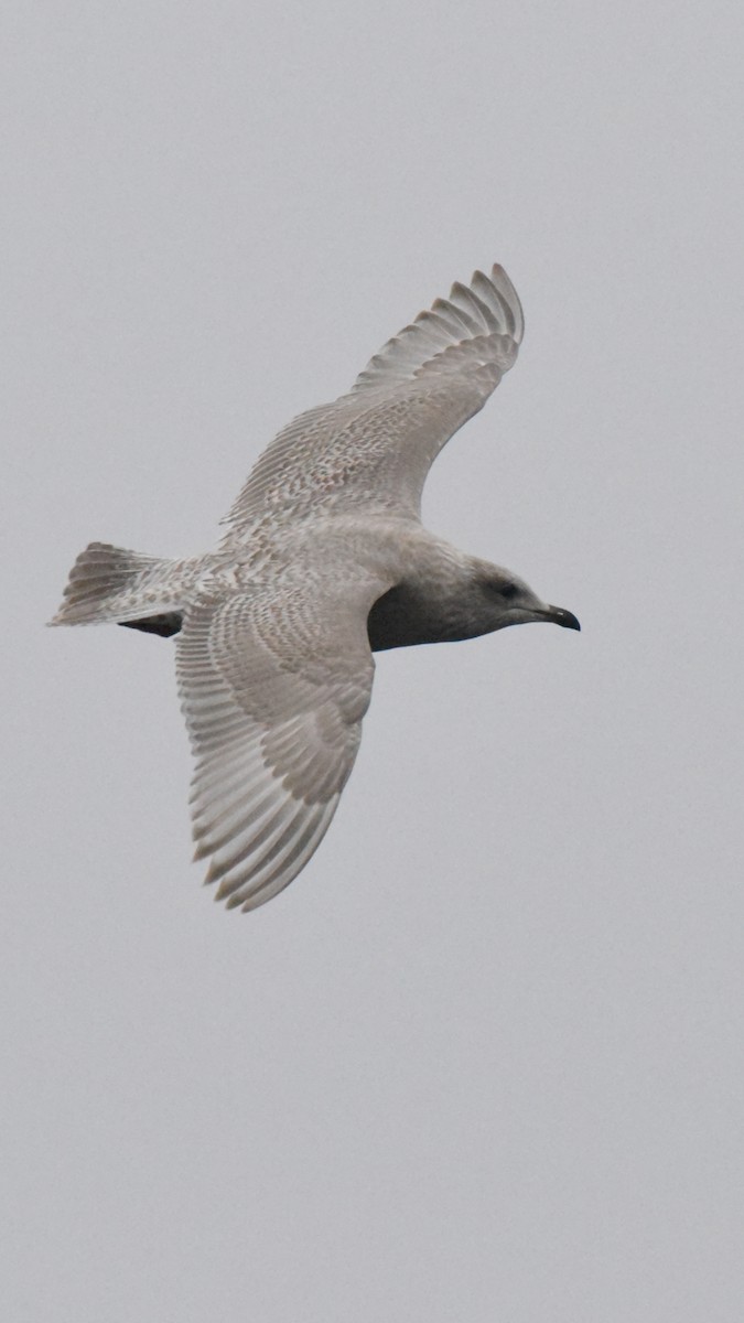 Iceland Gull (Thayer's) - ML646385203