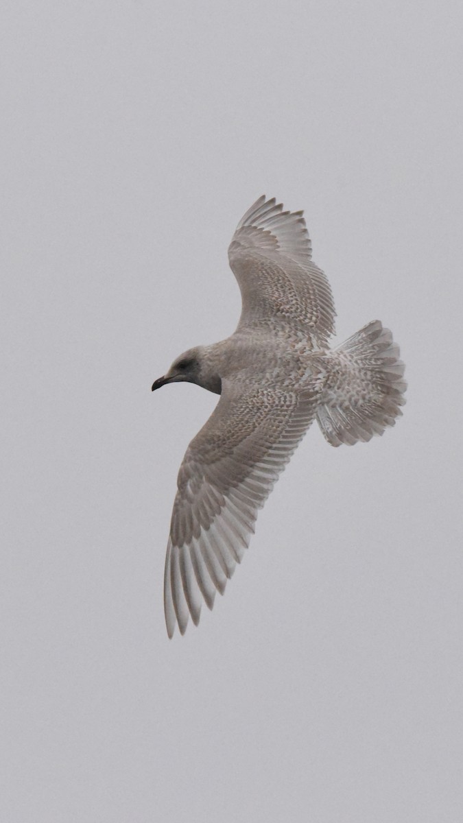 アイスランドカモメ（亜種 カナダカモメ） - ML646385204