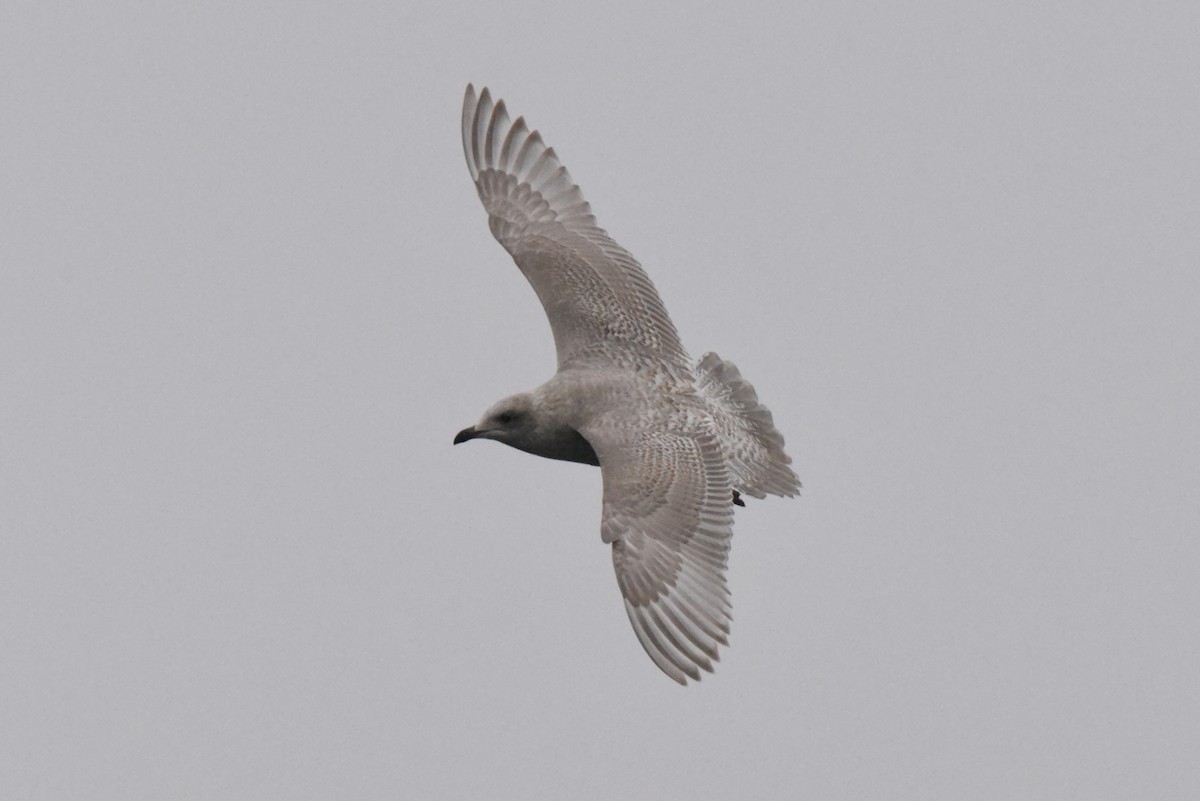 アイスランドカモメ（亜種 カナダカモメ） - ML646385205