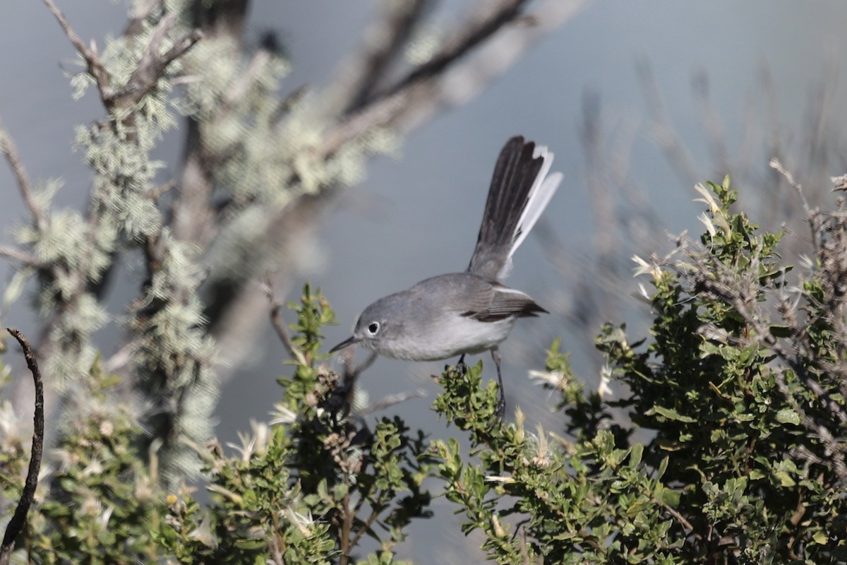 Комароловка сиза - ML646385206