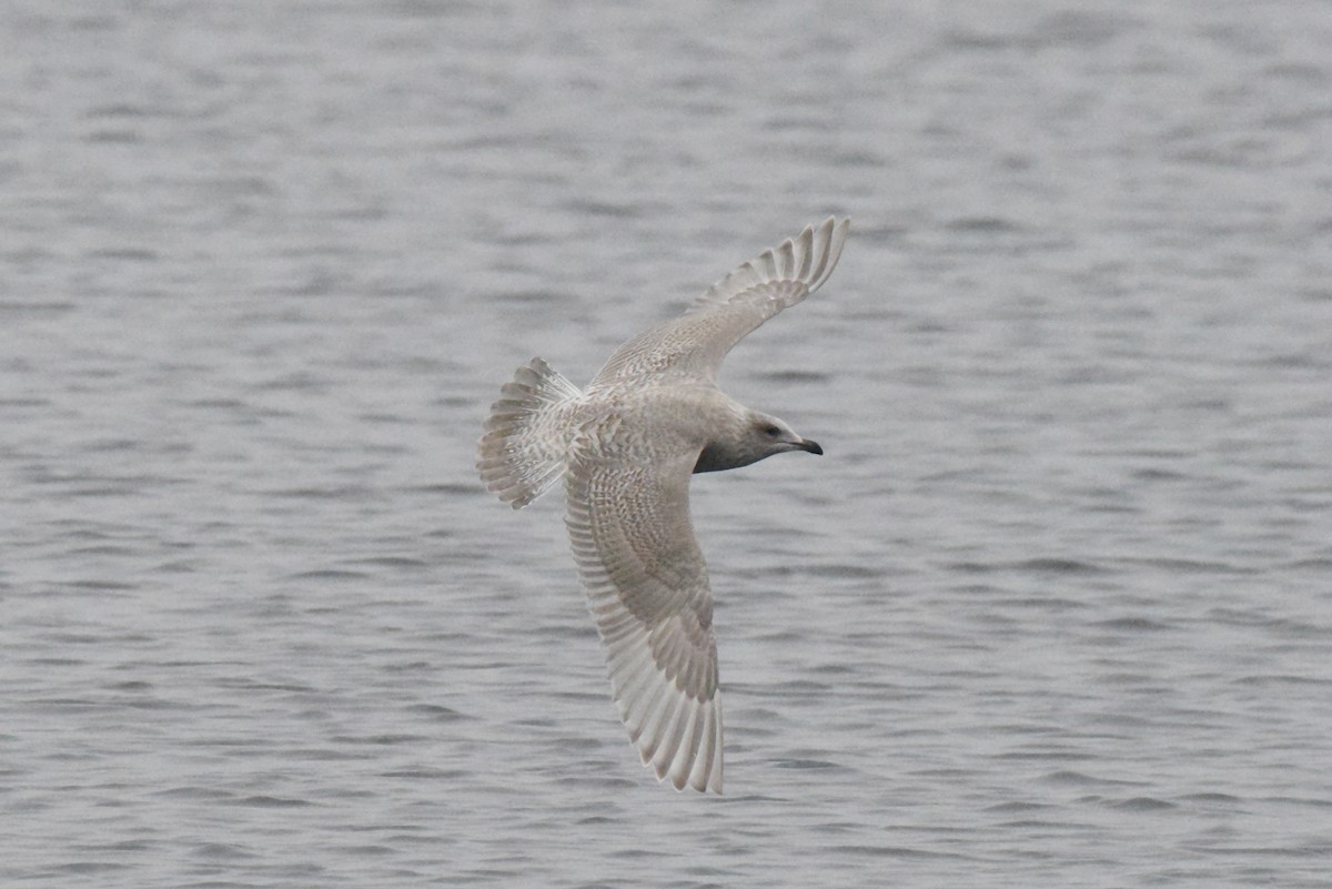 アイスランドカモメ（亜種 カナダカモメ） - ML646385207