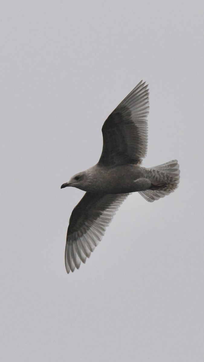 アイスランドカモメ（亜種 カナダカモメ） - ML646385208